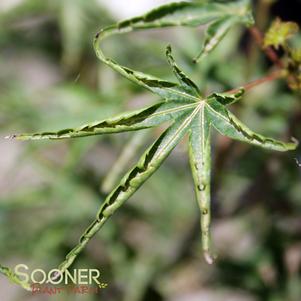 Acer palmatum 'Okushimo'