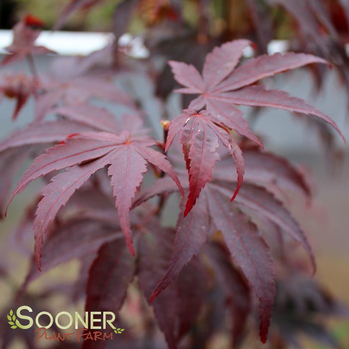 BLOODGOOD UPRIGHT JAPANESE MAPLE