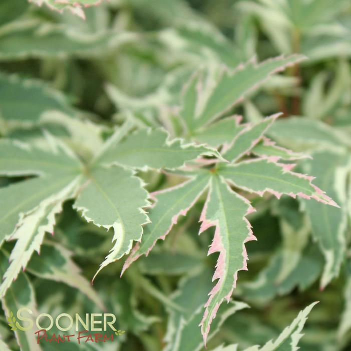 Image Property of Sooner Plant Farm, Inc.