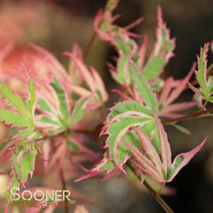 BUTTERFLY UPRIGHT JAPANESE MAPLE