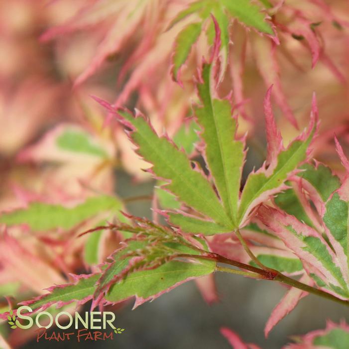 BUTTERFLY UPRIGHT JAPANESE MAPLE