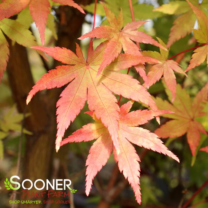 CORAL BARK UPRIGHT JAPANESE MAPLE