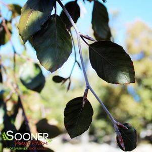 Fagus sylvatica 'Purple Fountain'