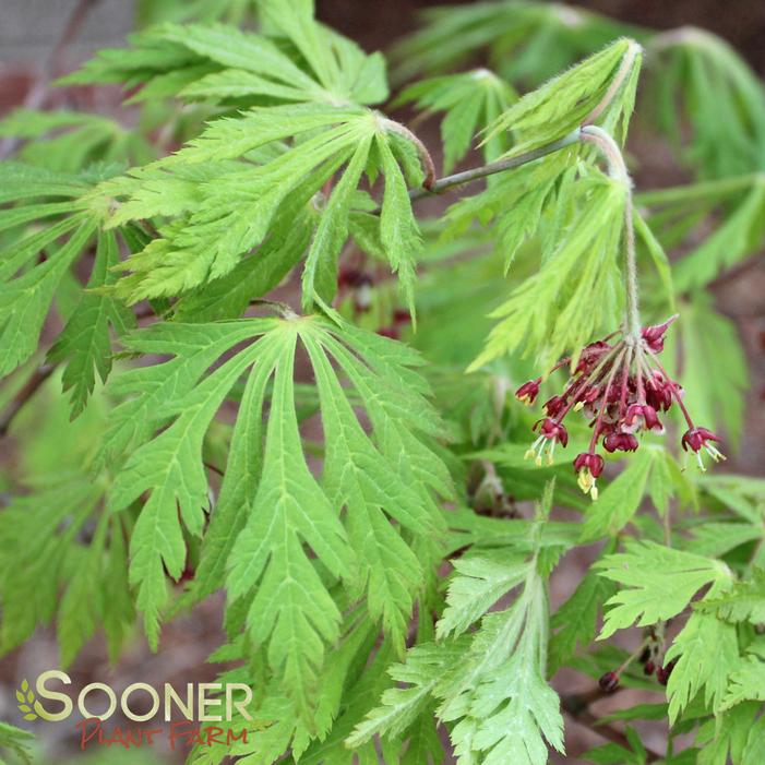 DANCING PEACOCK UPRIGHT JAPANESE MAPLE