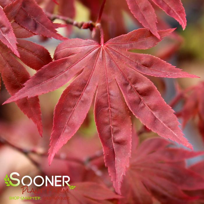 DRAGON TEARS™ WEEPING JAPANESE MAPLE