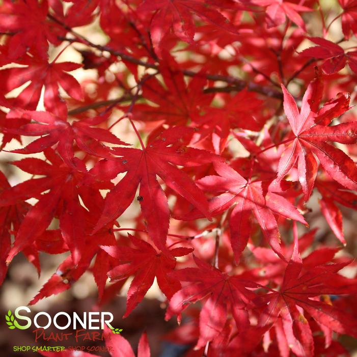 DRAGON TEARS™ WEEPING JAPANESE MAPLE