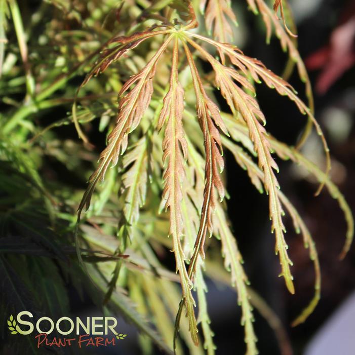 Image Property of Sooner Plant Farm, Inc.