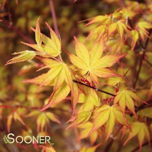 Acer palmatum 'Katsura'