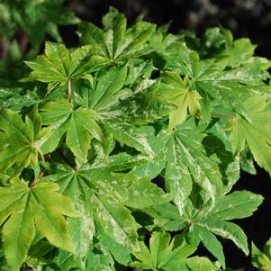 Acer sieboldianum 'Kumoi Nishiki'