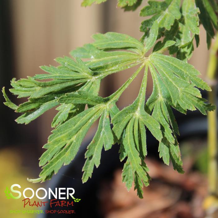 GREEN CASCADE WEEPING JAPANESE MAPLE