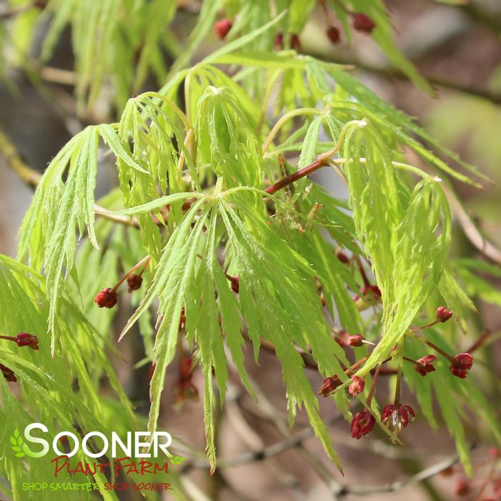 GREEN LACE WEEPING JAPANESE MAPLE