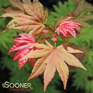 Acer shirasawanum 'Autumn Moon'