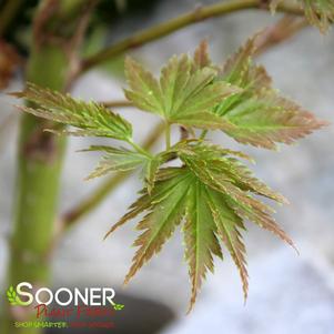 Acer palmatum linearilobum 'Chirimen nishiki'