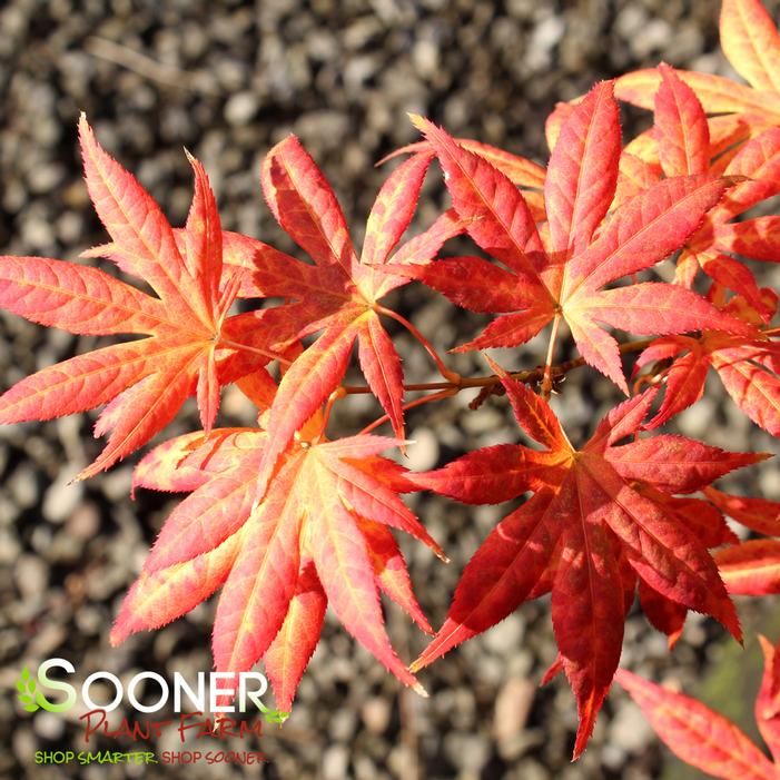 IIJIMA SUNAGO UPRIGHT JAPANESE MAPLE