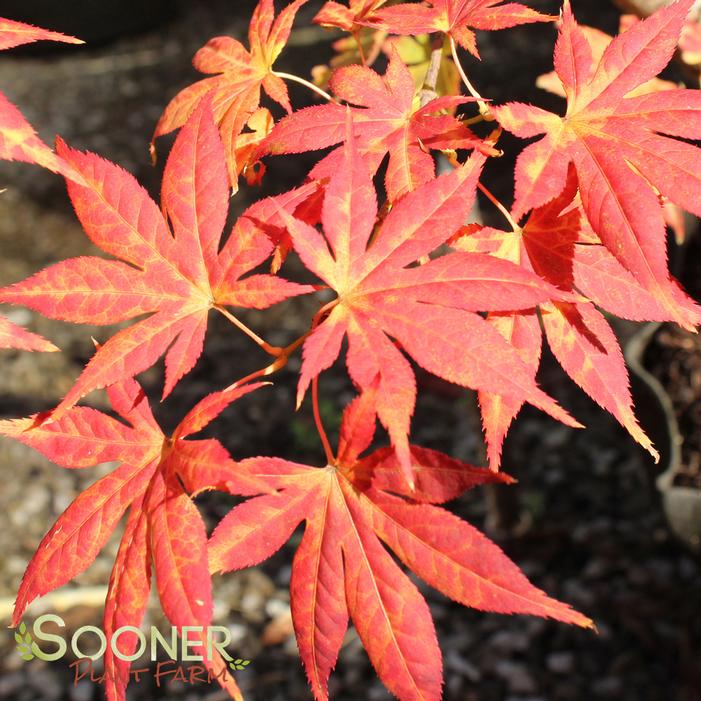 IIJIMA SUNAGO UPRIGHT JAPANESE MAPLE