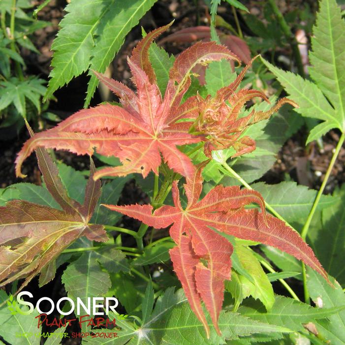 IIJIMA SUNAGO UPRIGHT JAPANESE MAPLE