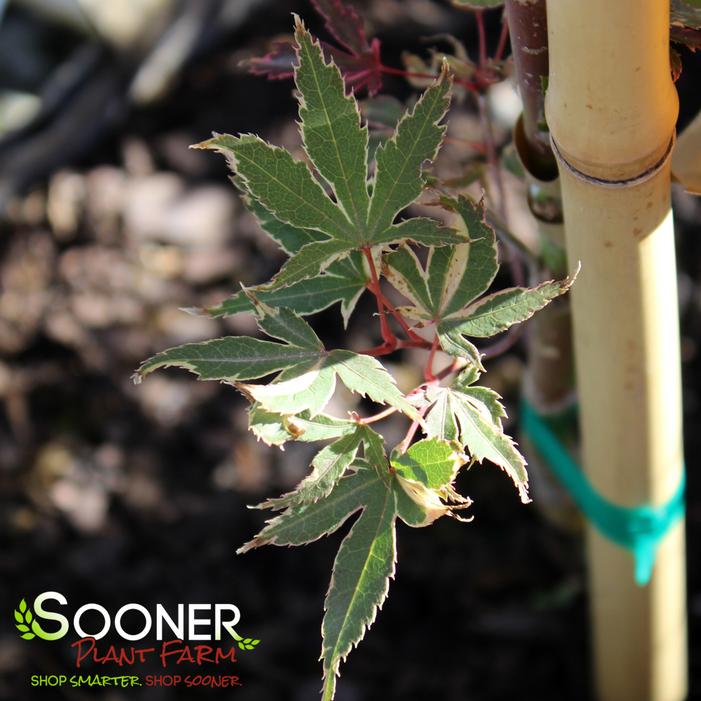 KAGIRI NISHIKI UPRIGHT JAPANESE MAPLE