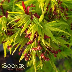 Acer palmatum 'Mikawa Yatsubusa'