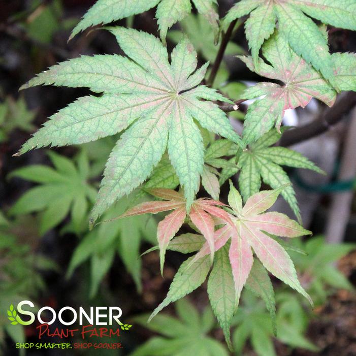 Image Property of Sooner Plant Farm, Inc.