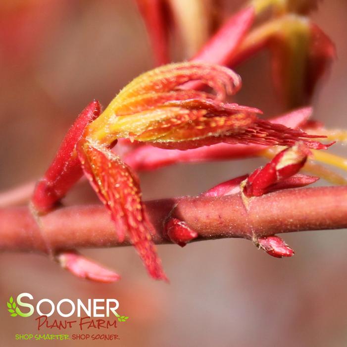 KATSURA UPRIGHT JAPANESE MAPLE