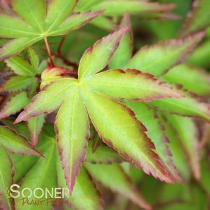 Acer palmatum 'Murasaki Kiyohime'