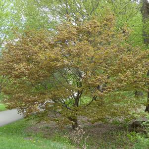 Acer circinatum 'Morton UV'