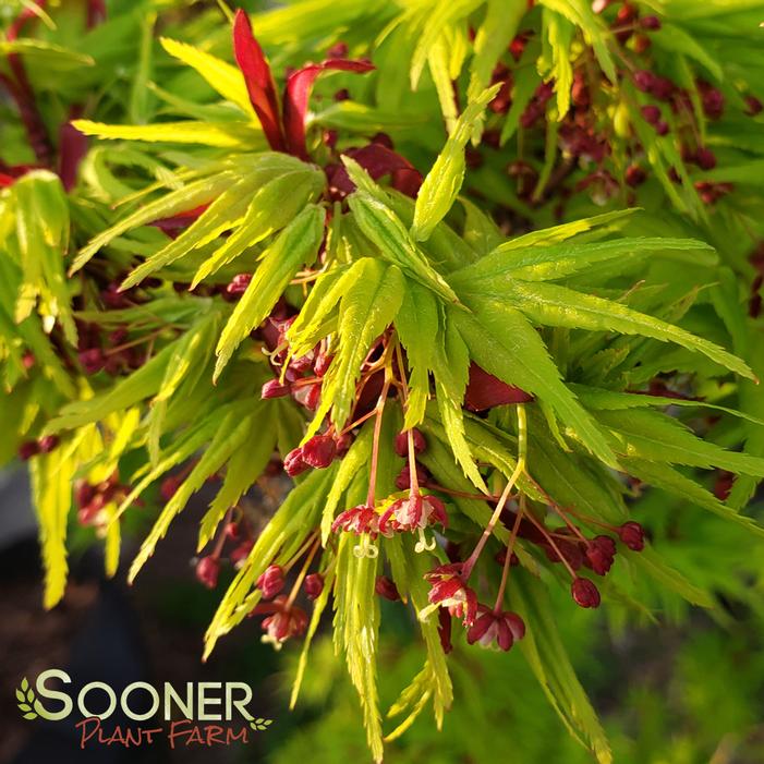 MIKAWA YATSUBUSA DWARF UPRIGHT JAPANESE MAPLE