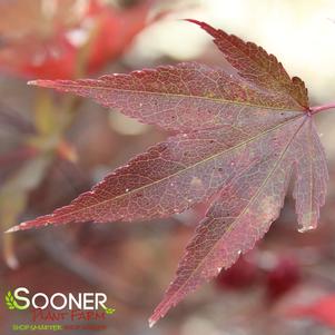 Acer palmatum 'Kasagi Yama'