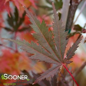 Acer palmatum 'Kinran'