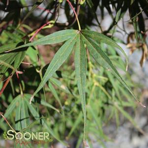 Acer palmatum linearilobum 'Atrolineare'