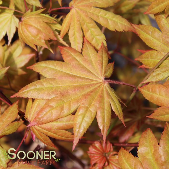 MOONRISE UPRIGHT JAPANESE MAPLE