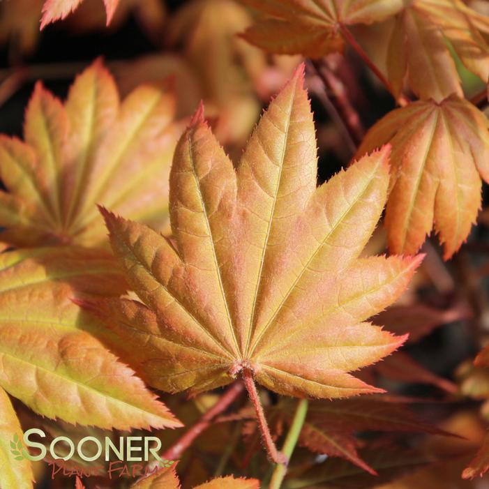 MOONRISE UPRIGHT JAPANESE MAPLE