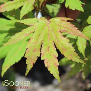 Acer shirasawanum 'Blue Moon'