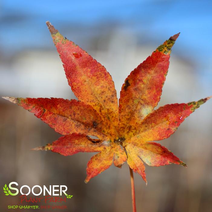 Fall Color - Image Property of Sooner Plant Farm, Inc.