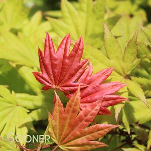 Acer shirasawanum 'Munn 001'