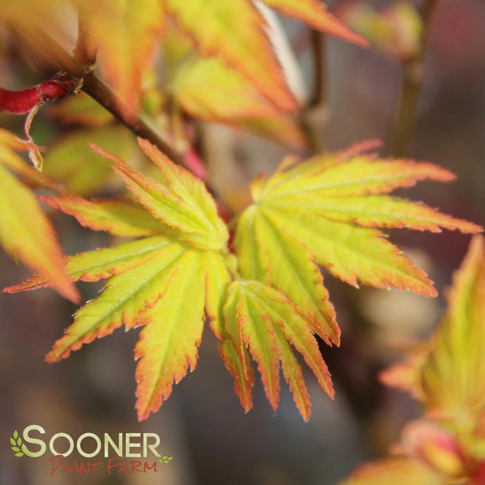 ORANGE DREAM UPRIGHT JAPANESE MAPLE