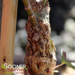 Acer palmatum 'Hubble's Super Cork'