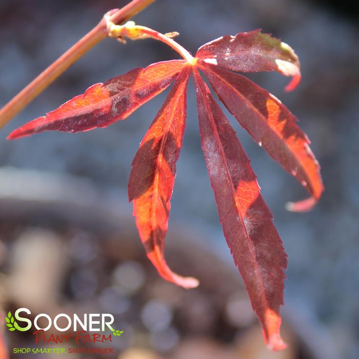 RED CLOUD UPRIGHT JAPANESE MAPLE