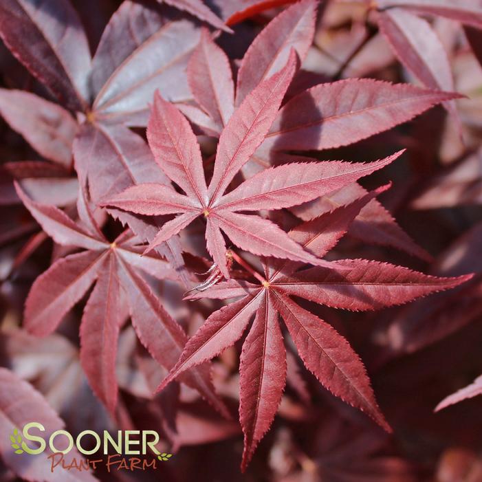 Image Property of Sooner Plant Farm, Inc.