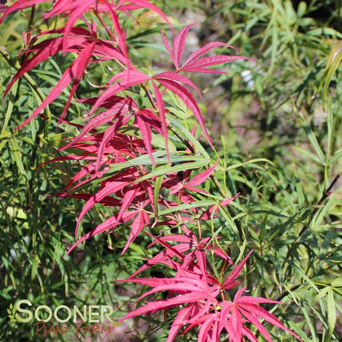 RED PYGMY DWARF UPRIGHT JAPANESE MAPLE