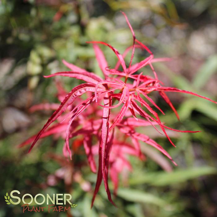 RED PYGMY DWARF UPRIGHT JAPANESE MAPLE