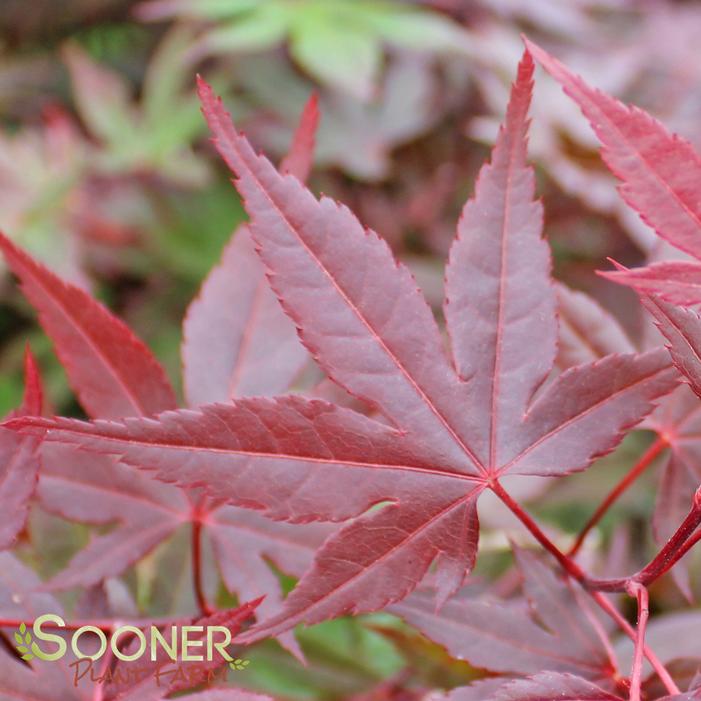 RED UPRIGHT JAPANESE MAPLE