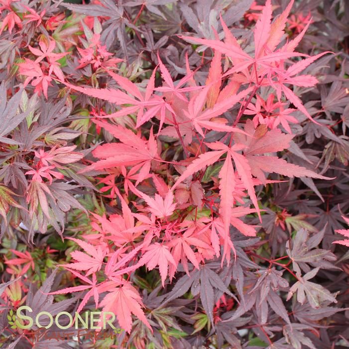 SHAINA DWARF UPRIGHT JAPANESE MAPLE