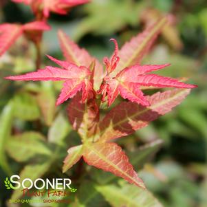 Acer palmatum 'Beni Hime'