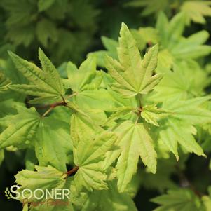 Acer circinatum 'Baby Buttons'