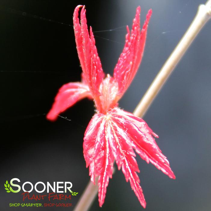 SHIN DESHOJO UPRIGHT JAPANESE MAPLE