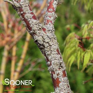 Acer palmatum 'Ara kawa'