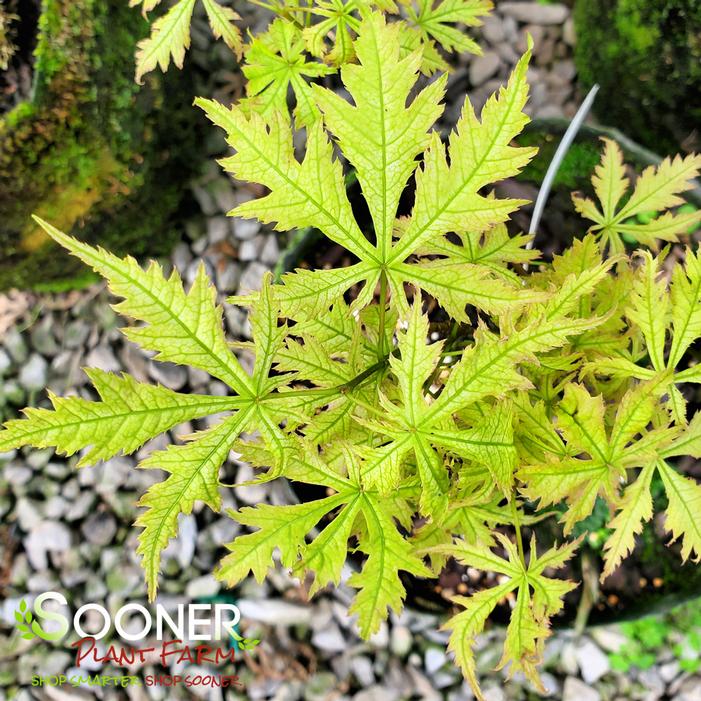 SISTER GHOST UPRIGHT JAPANESE MAPLE