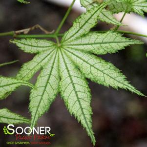 Acer palmatum 'Alpine Silver Thread'