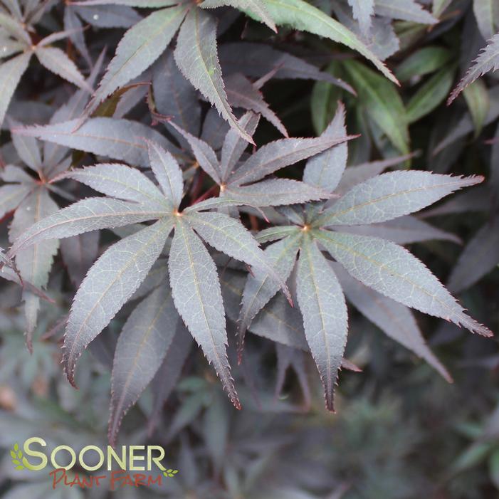 Image property of Sooner Plant Farm, Inc.